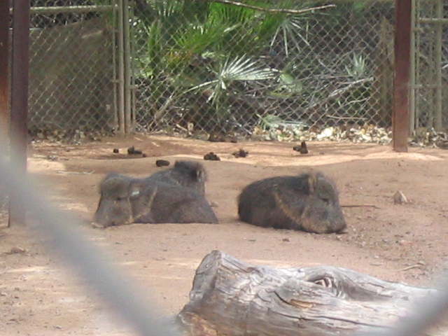 618x457 pixels (181K)